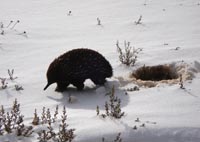 An echidna on snow.