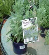 Riverina James was bred by CSU&rsquo;s Dr Nigel Urwin. 