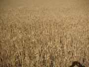 Wheat crop