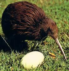Kiwi and egg
