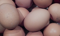 Photo of eggs