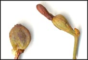 Amyema miraculosum sample