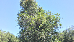 Mistletoe in macadamia