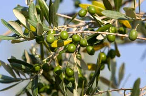 Olive - olea europaea