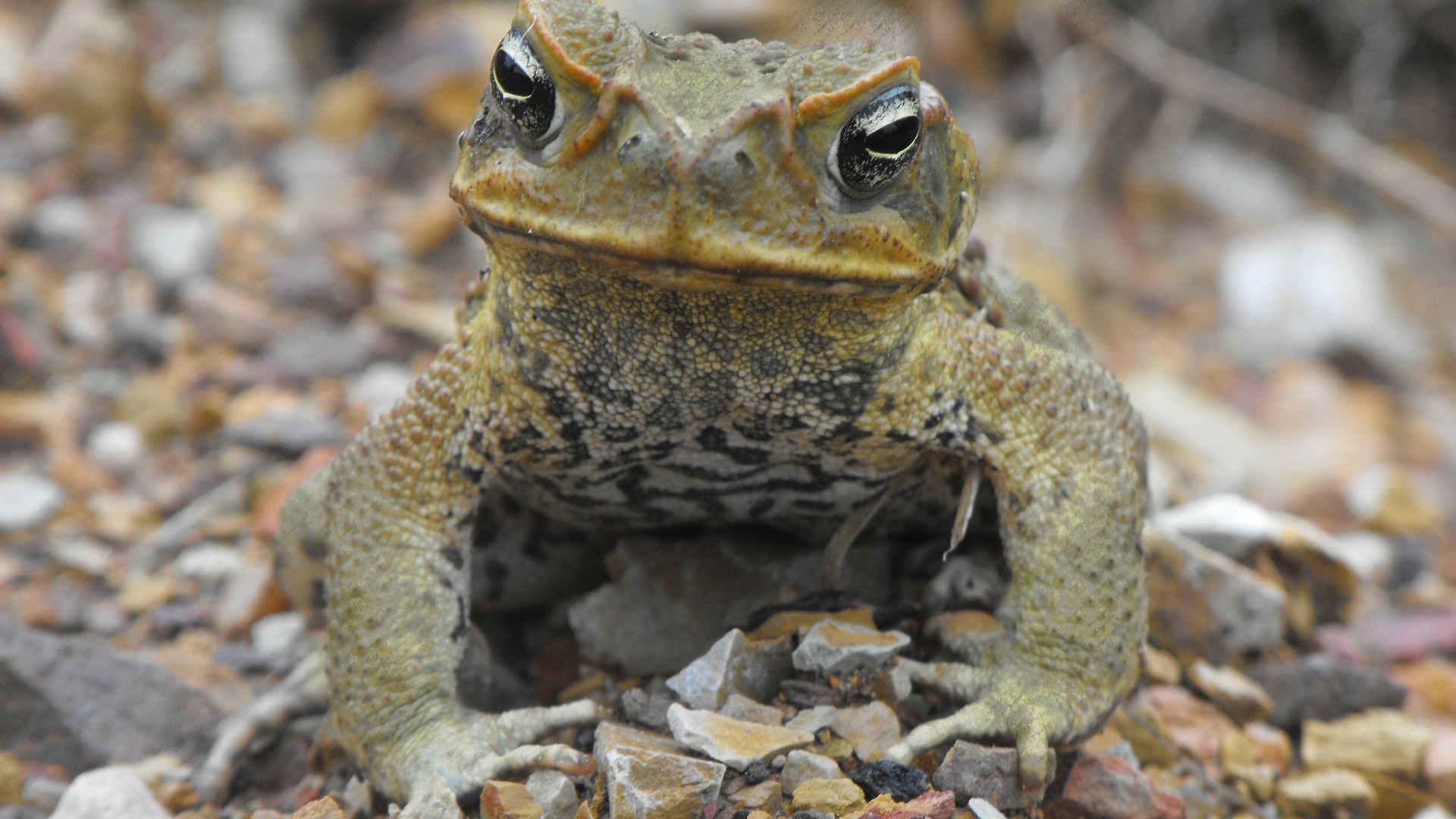 You’ll never think of cane toads in quite the same way again CSU News