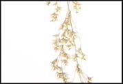Agrostis capillaris var. capillaris sample