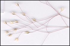 Sample of Aira elegantissima