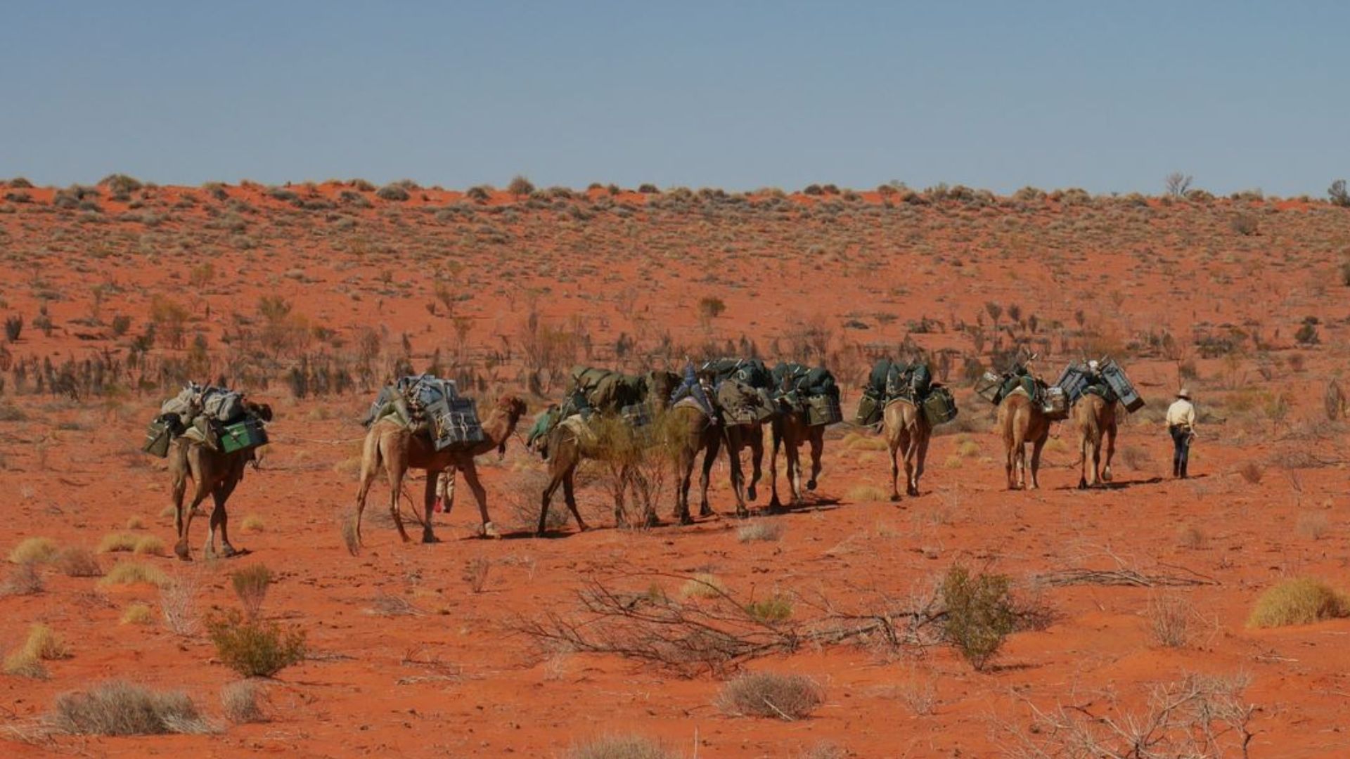 Students trek with camels across Simpson Desert to help with scientific surveys 