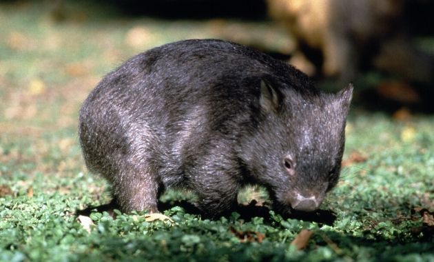 Accidental heroes: How wombats really save other animals during bushfires