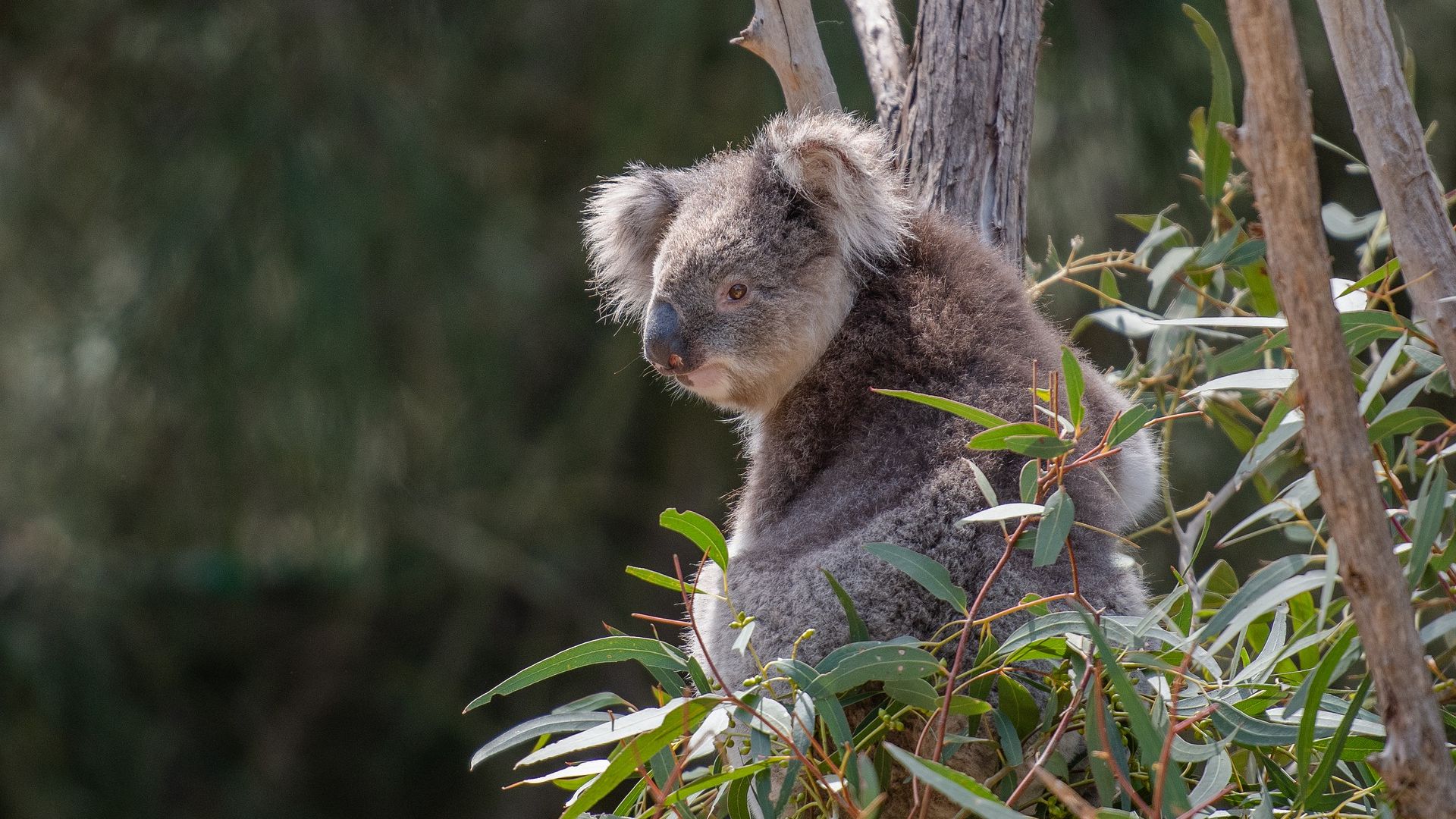 COVID-19, bushfires and drought prove wildlife health is one of the emerging challenges of our time
