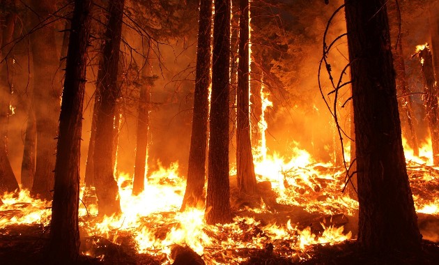 How the bushfire recovery experts determined which animals and plants were most in need