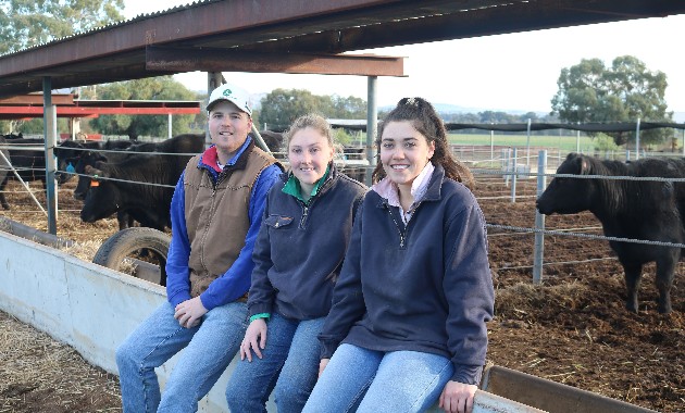 Getting more value out of cull cows