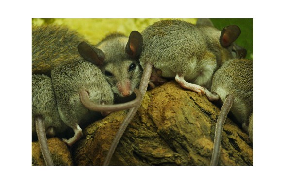 Coping with the psychological impact of mice plagues