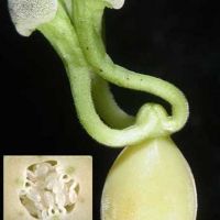 The ovary of this passionfruit flower gynoecium has a single loculus. The ovules are attached to the ovary wall in three different areas (placentas). The image of the whole gynoecium shows three stigmas and styles. Thus, while there is only a single loculus there are three fused carpels (i.e. G(3)).