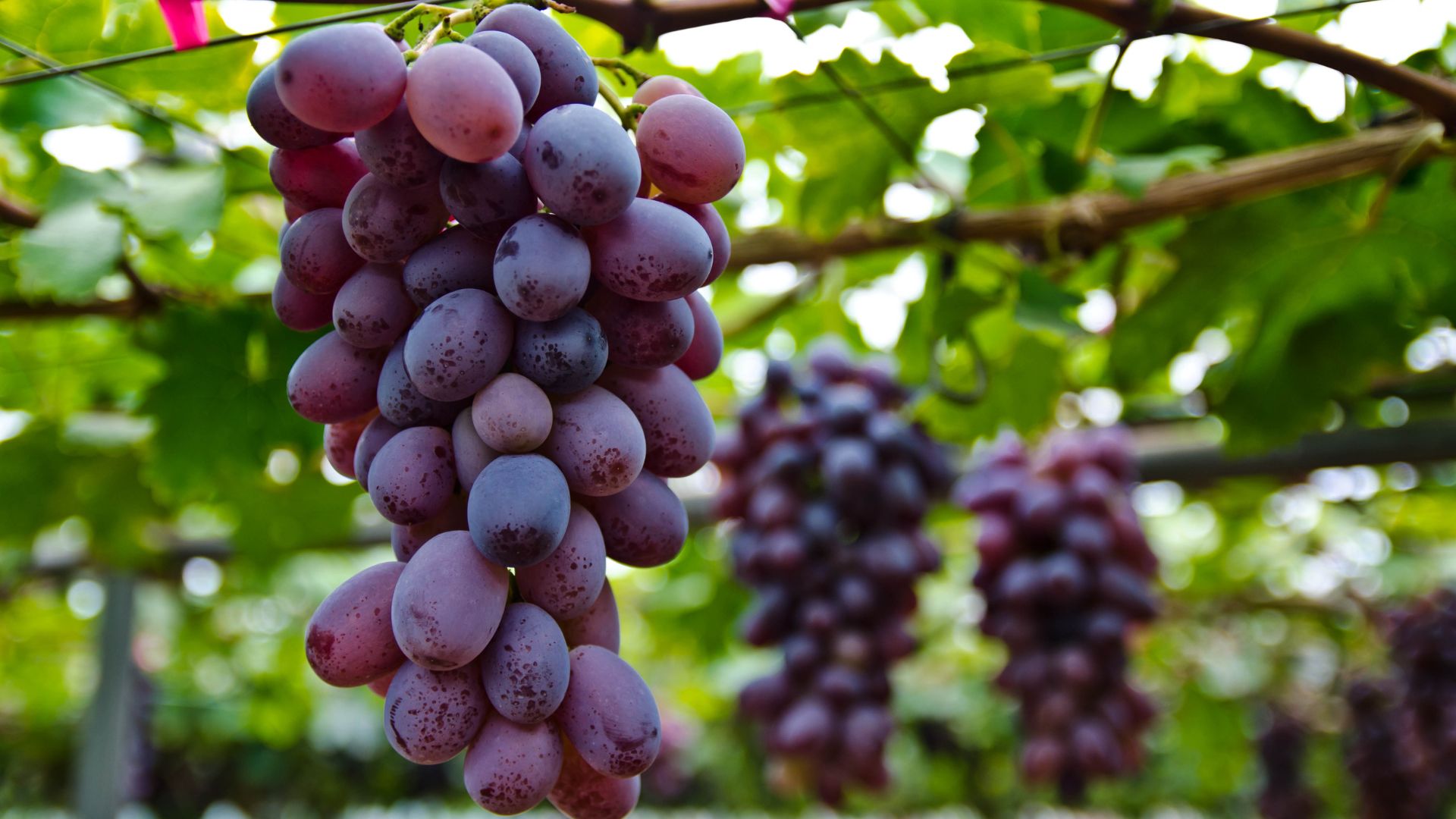 Australian vine health technology set to improve wine grape yield