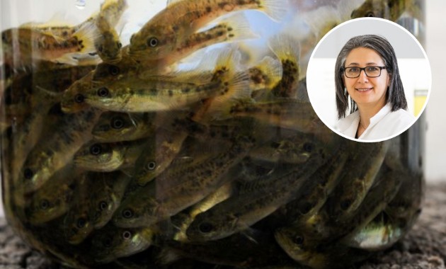 Dangerous parasites found in Australia’s freshwater fish 
