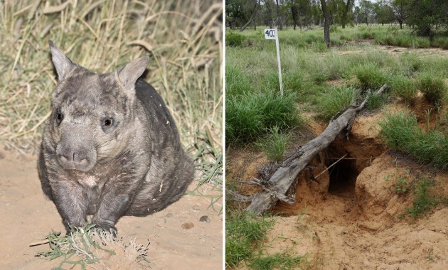 Dietary habits of Australia’s critically endangered northern hairy-nosed wombat revealed