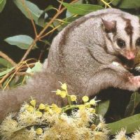 Squirrel Glider (<em>Petaurus norfolcensis</em>) is vulnerable.
