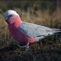 Galah (<em>Eolophus roseicapilla</em>)
