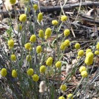 Lemon Beauty Heads (<em>Calocephalus citreus</em>)