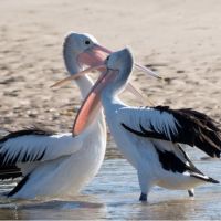 Australian pelican (<em>Pelecanus conspicillatus</em>) Wiradjuri - gulambali or birriyag.