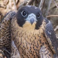 Peregrine Falcon (<em>Falco peregrinus</em>)