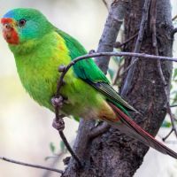 Swift Parrot (<em> Lathamus discolor</em>)  is critically endangered.