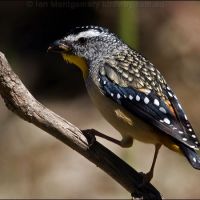 Spotted Pardalote (<em> Pardalotus punctatus </em>)