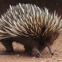 Echidna (<em>  Tachyglossidae </em>) Wiradjuri - wandayali or wandhayala