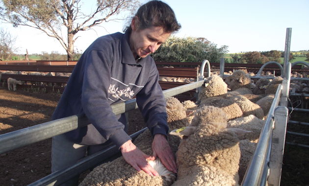 $2.2 million Climate Smart grant awarded for sustainable sheep production