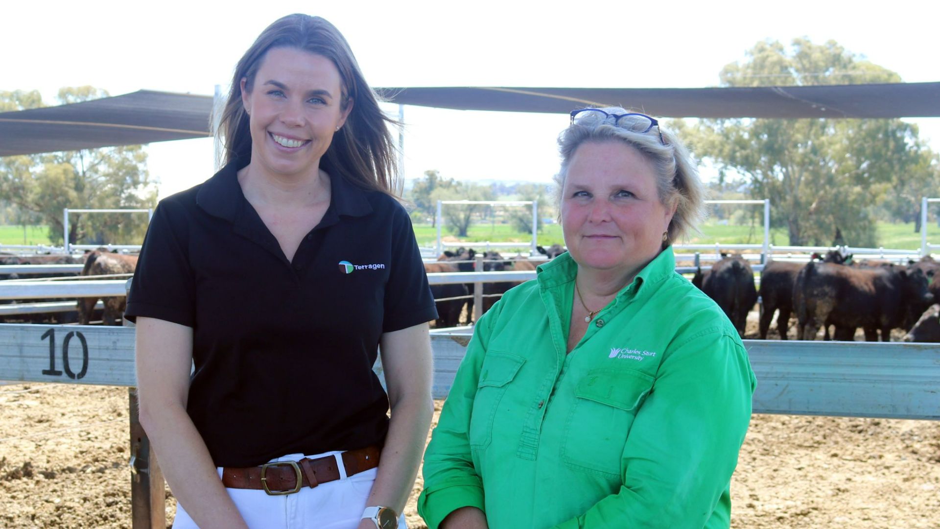 Charles Sturt feedlot trial shows promising results for cattle quality