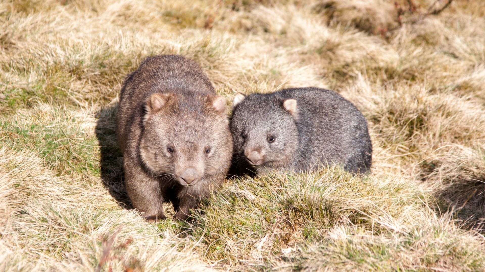 It’s a terrible idea to pick up or interfere with wild animals, especially baby wombats; here’s why