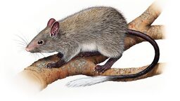Black Footed Tree Rat