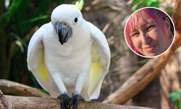 Dancing cockatoos: research reveals implications for cognitive processes and welfare 