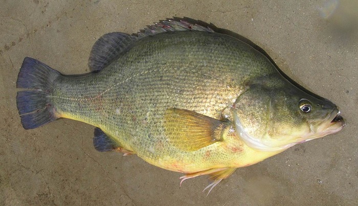 Golden perch