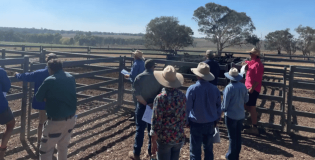 Southern beef and lamb school