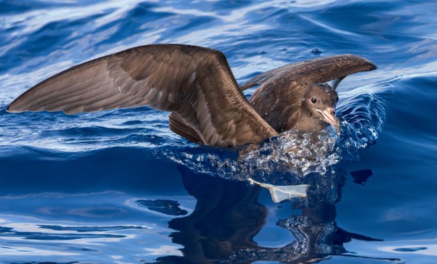 More shearwaters are washing up dead on Australian beaches. It’s not due to ‘natural’ causes 