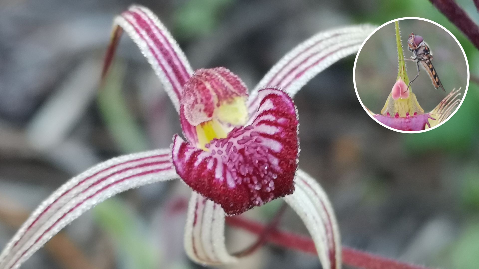 Preserved orchids show pollination has fallen 60 per cent since the 1970s 