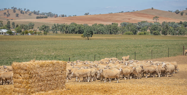 Managing water, feed and risk through confinement feeding