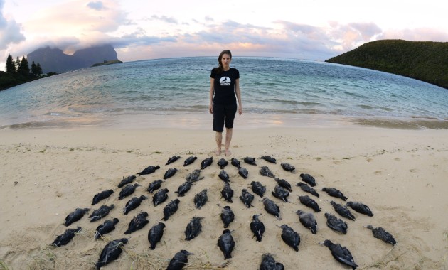 It’s official: plastic rubbish kills seabirds, not just injures them