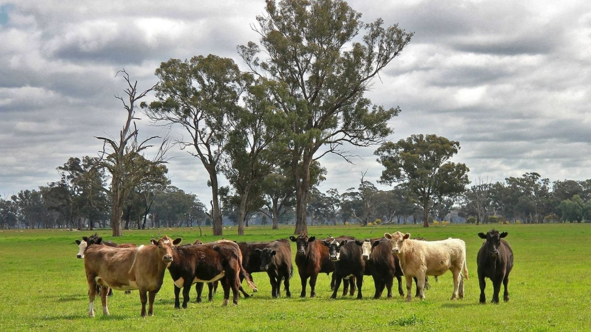 A chance to Connect on safeguarding the future of Australia’s $8.4 billion beef industry