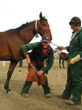 Matthew Peterson and James O'Connor practise their Hoof-trimming skills during a practical class