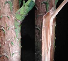 Outside (left) and inside the joint of water carrying pipes between a branch and main trunk of a Wollemi Pine. Picture courtesy Geoff Burrows.