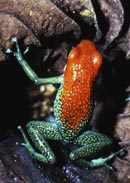 The Arrow Frog of Central America 