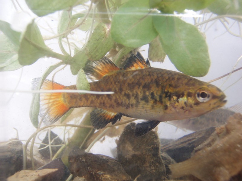 The endangered Southern Pygmy Perch.