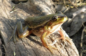 Photo of the southern bell frog, courtesy Dr Skye Wassens