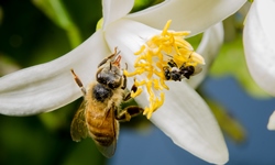 A photo of a European honey bee and native stingless bee. Photo courtesy Dr Tobias Smith