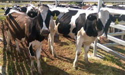 Business planning essential in a free-market dairy industry