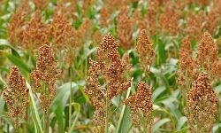 Unlocking sorghum’s export potential