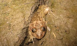 Frogs surviving in dry, dry land